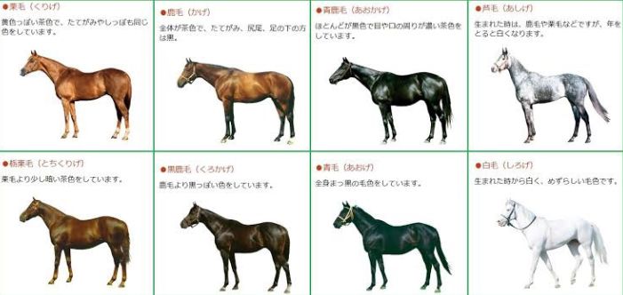 馬の毛色は何種類あるの 競馬の勝ち方